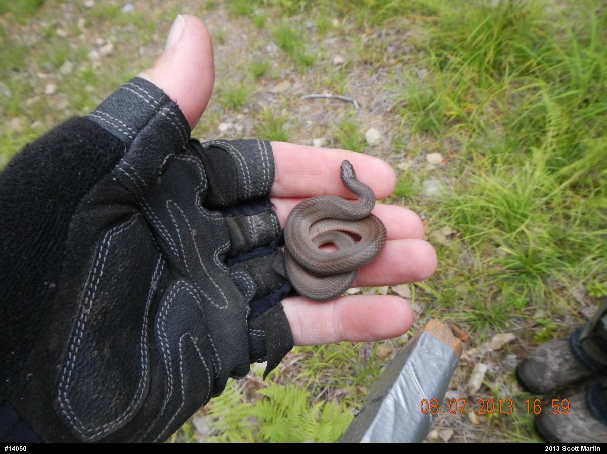 Mountain Earthsnake