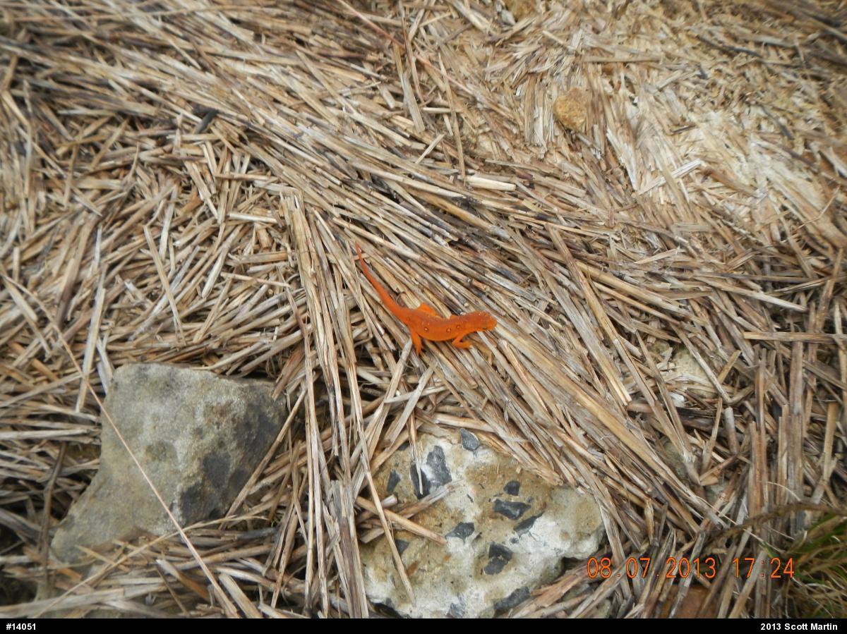 Red-spotted Newt