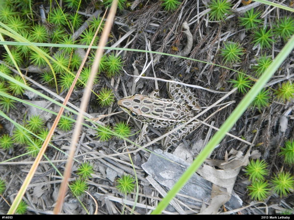 Northern Leopard Frog