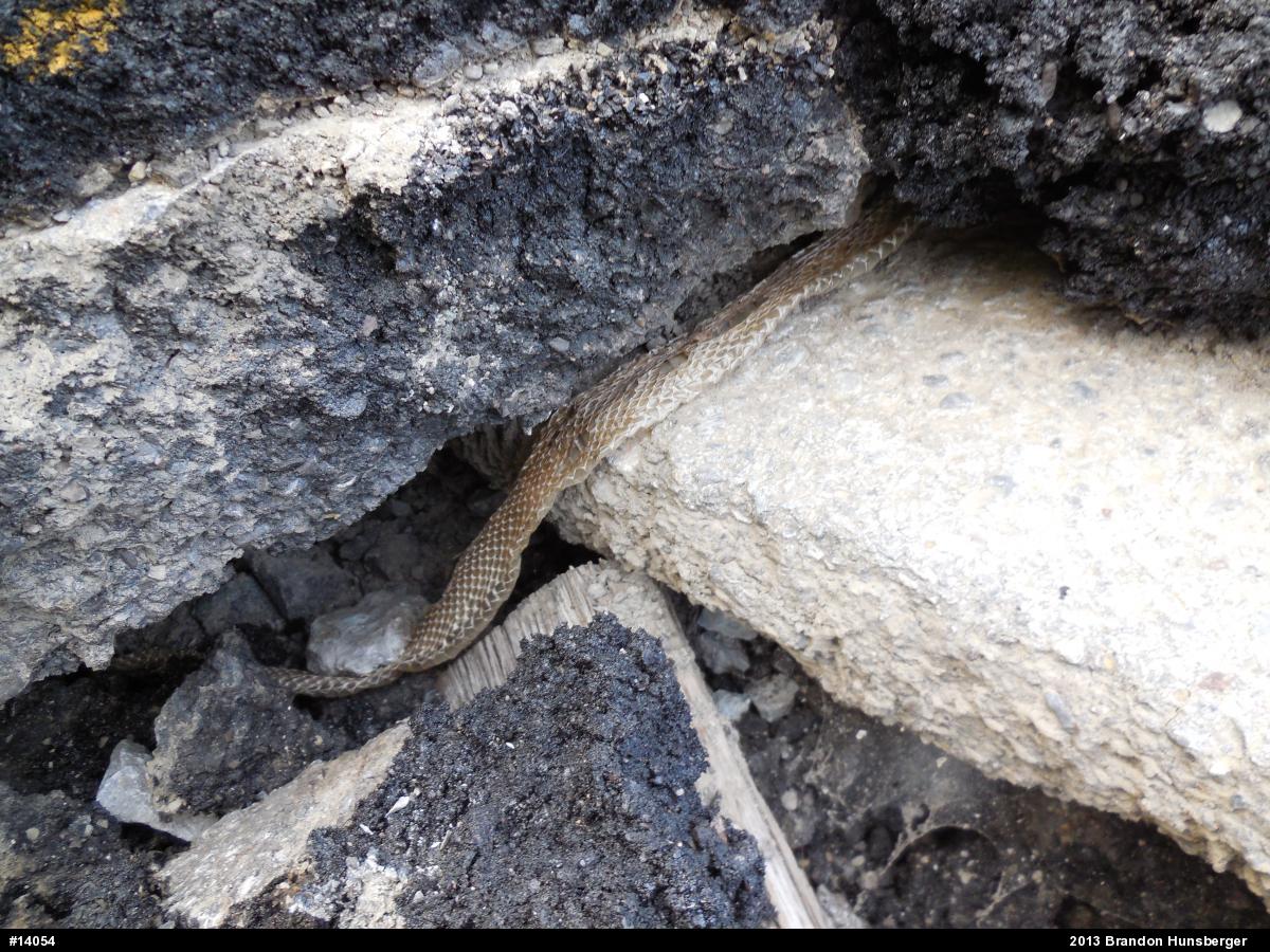 Eastern Ratsnake