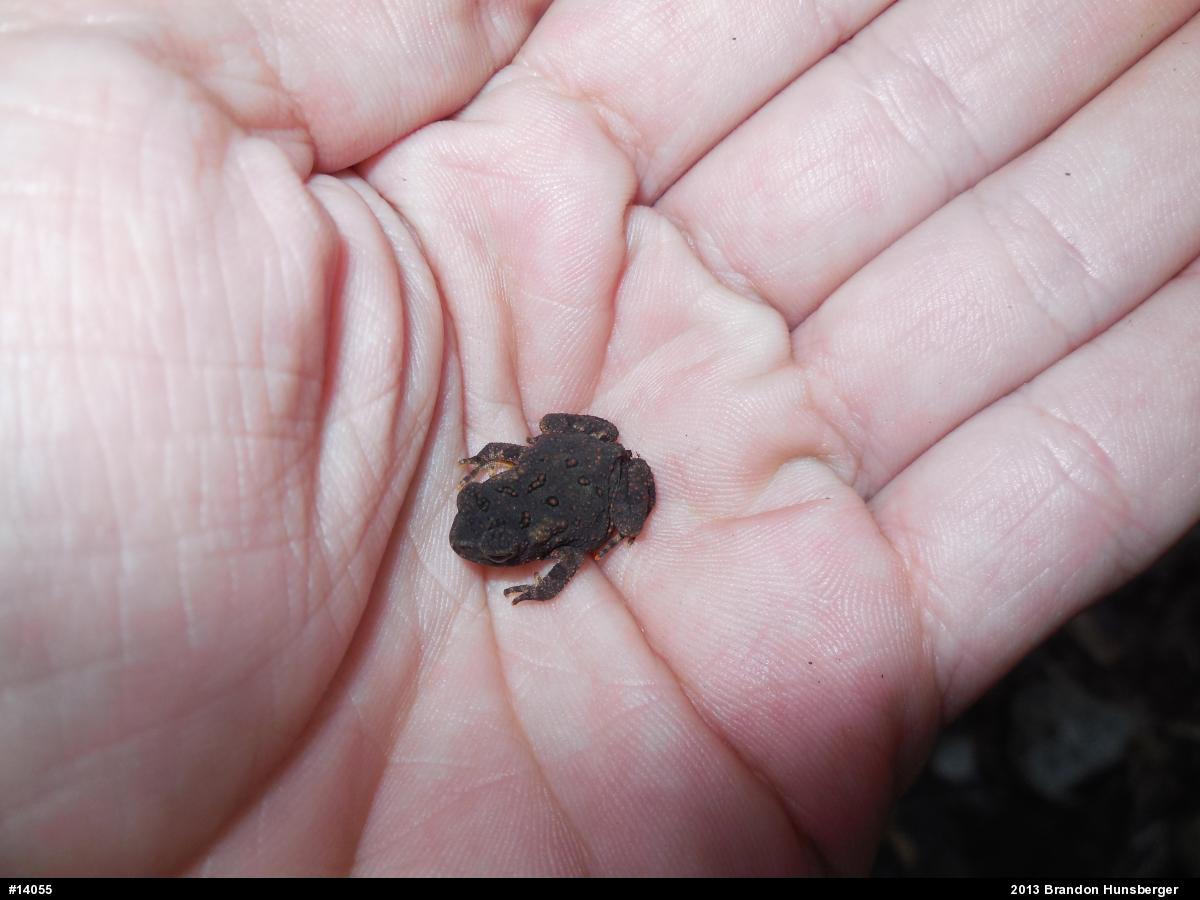 Eastern American Toad