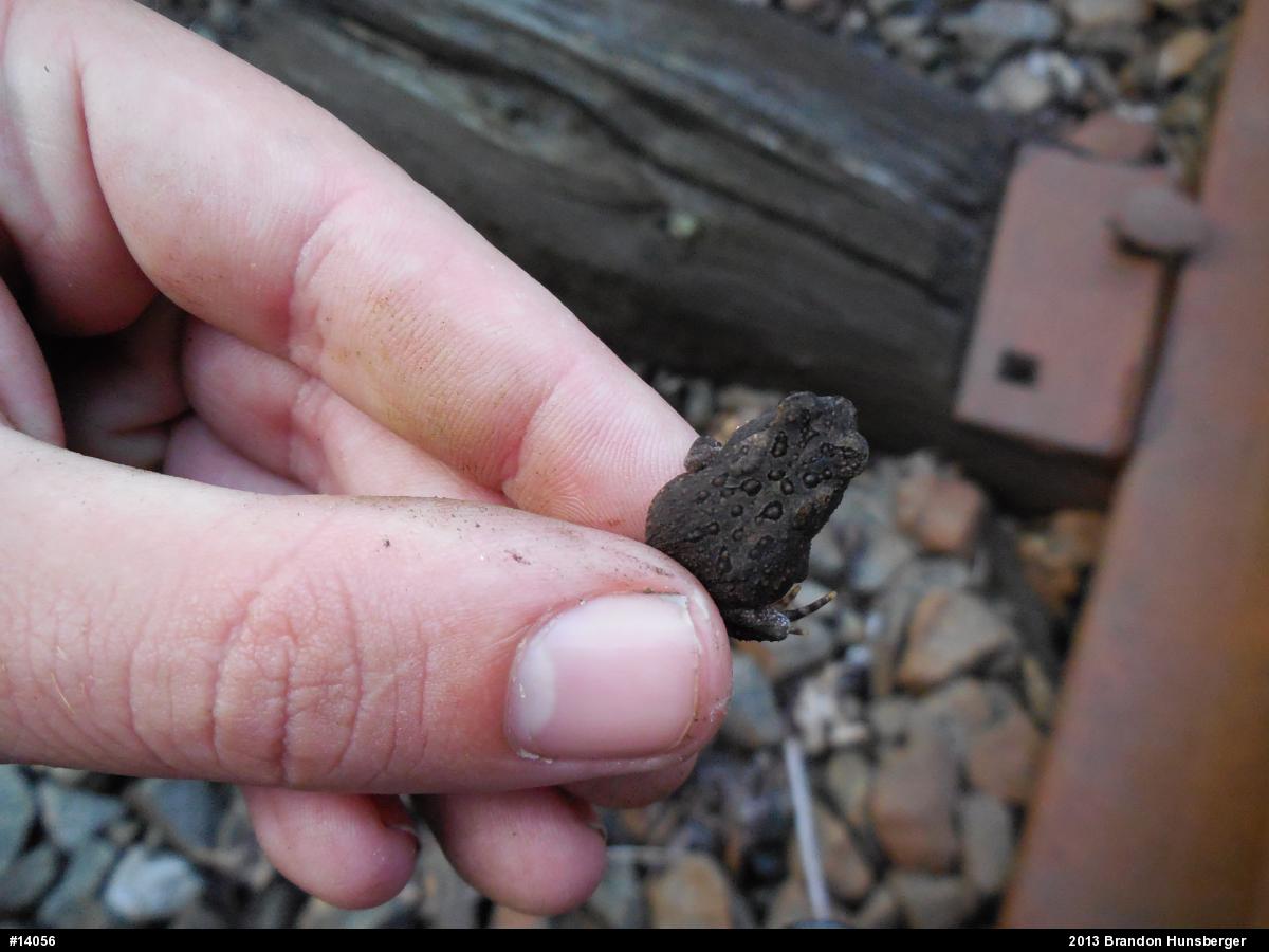 Eastern American Toad