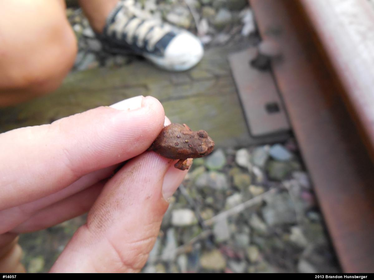 Eastern American Toad