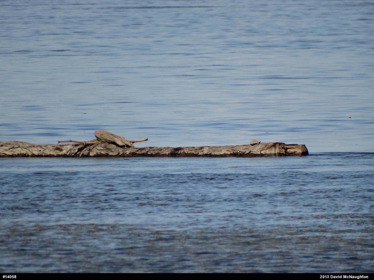 Snapping Turtle