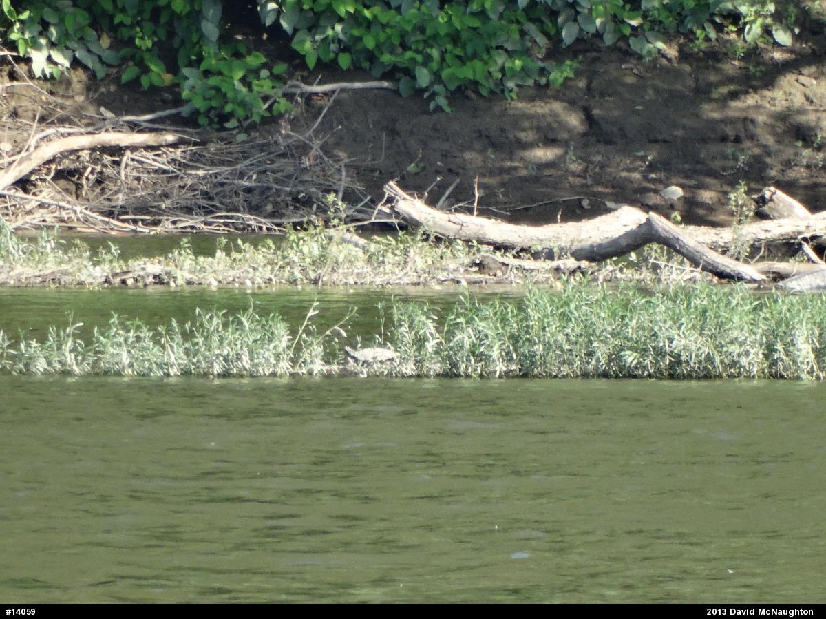Painted Turtle