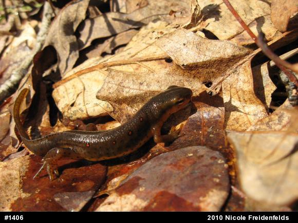 Red-spotted Newt
