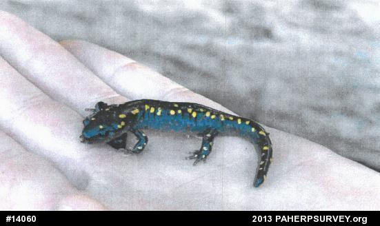 Spotted Salamander
