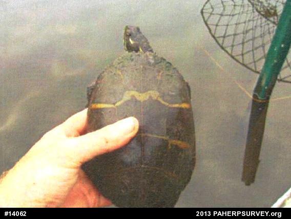 Painted Turtle