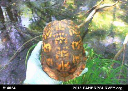 Eastern Box Turtle