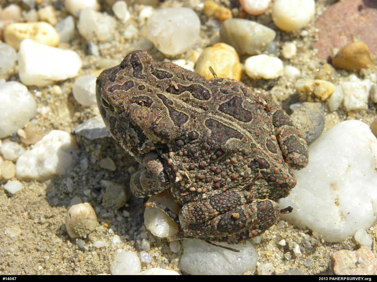 Fowler's Toad