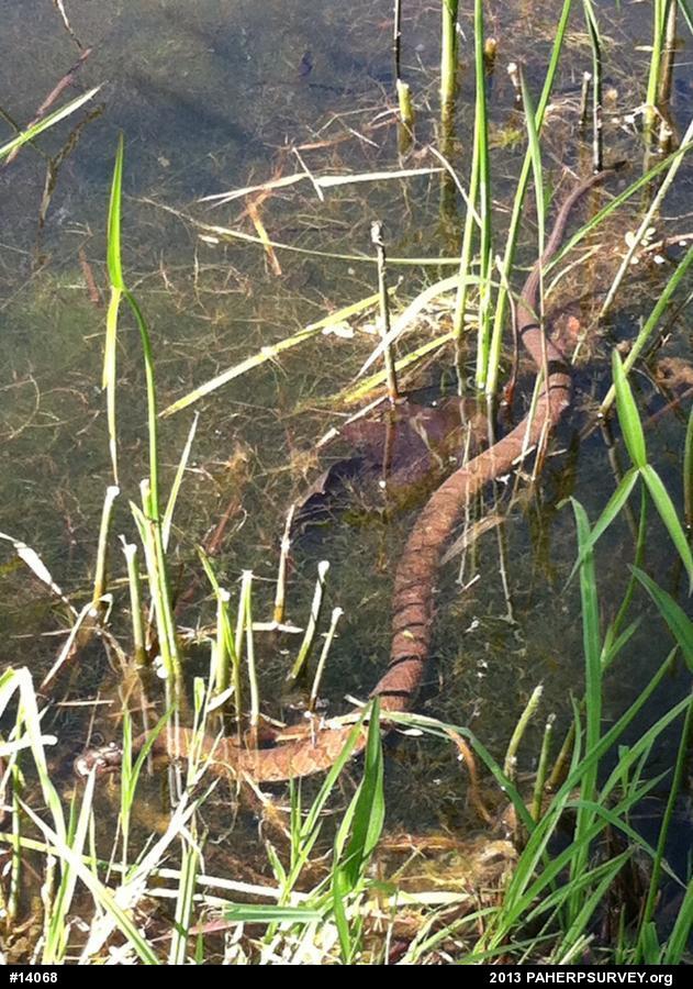 Northern Watersnake