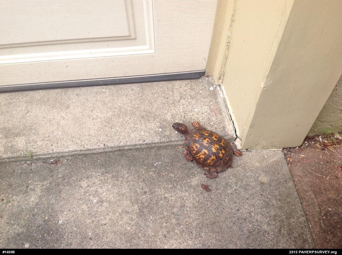 Eastern Box Turtle