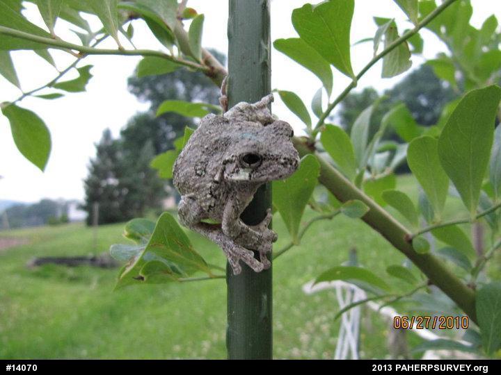 Gray Treefrog