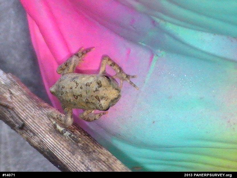 True Toads