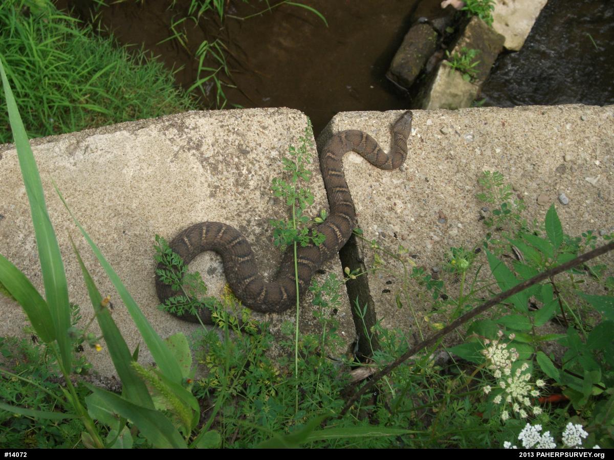 Northern Watersnake