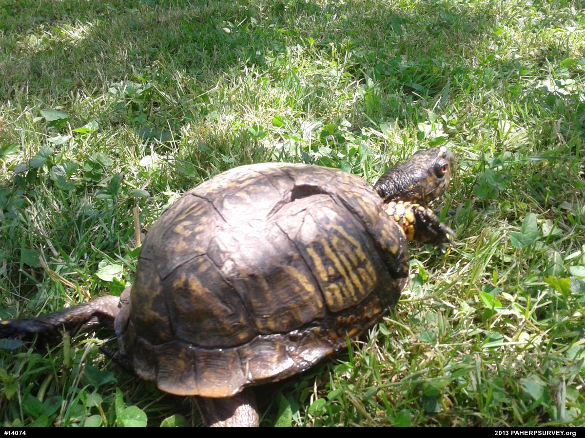 Eastern Box Turtle