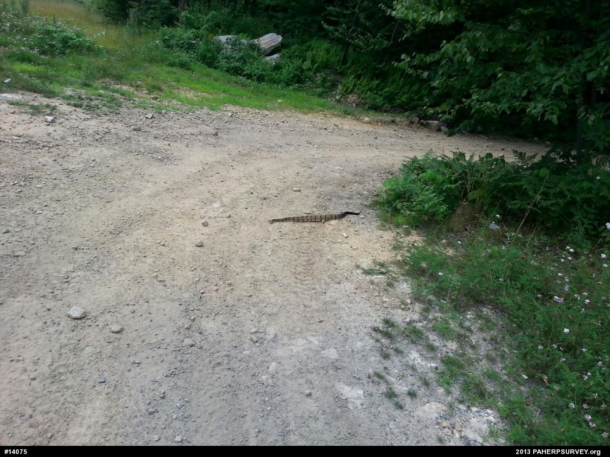 Timber Rattlesnake