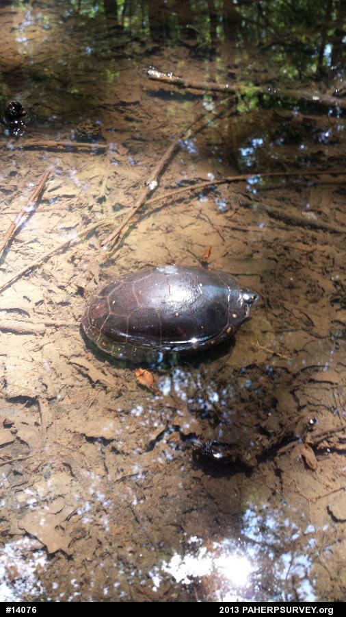 Spotted Turtle