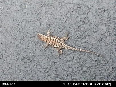 Eastern Fence Lizard