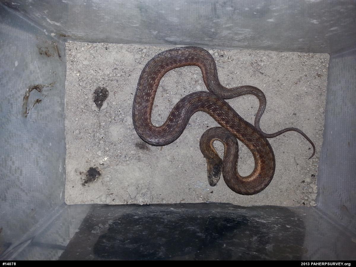 Eastern Gartersnake