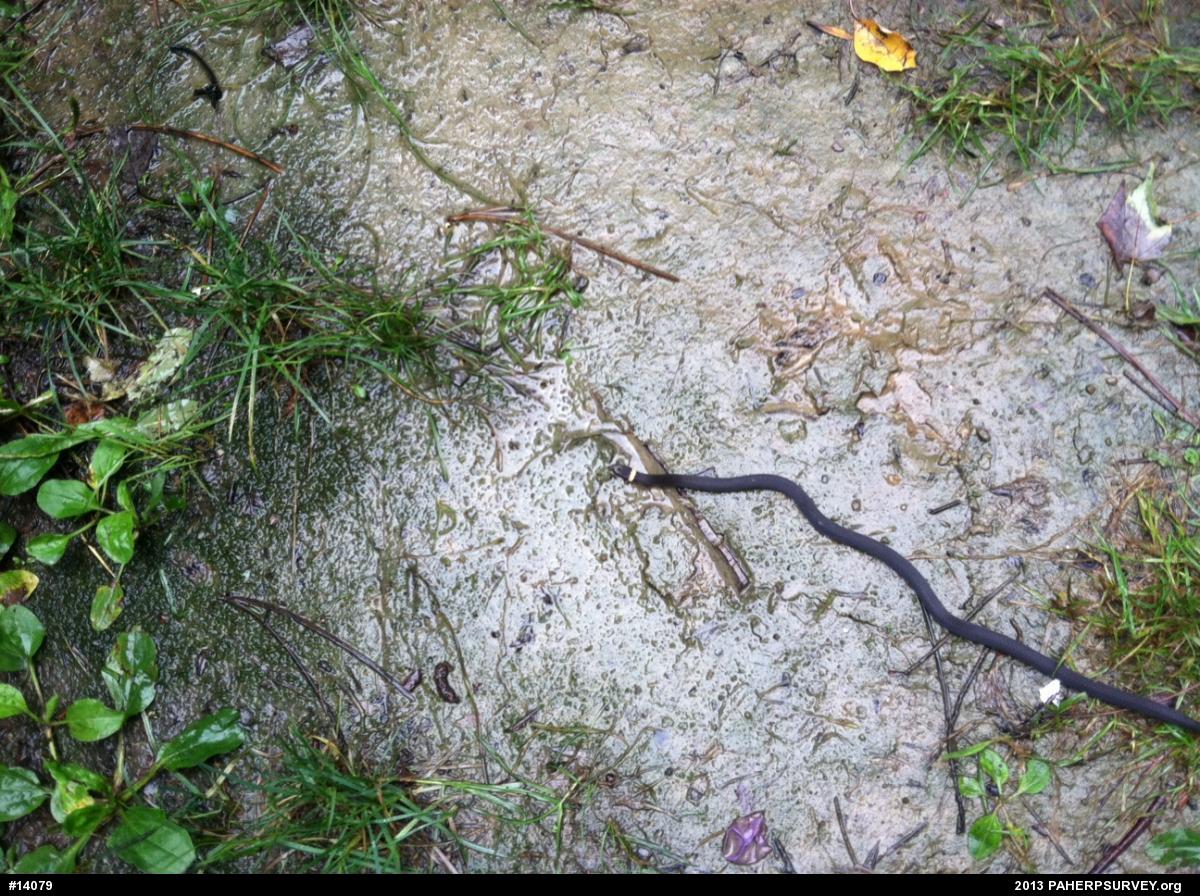 Northern Ring-necked Snake