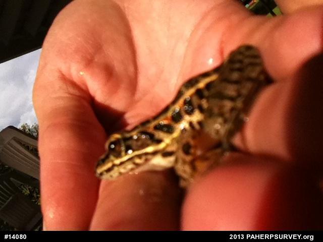 Pickerel Frog