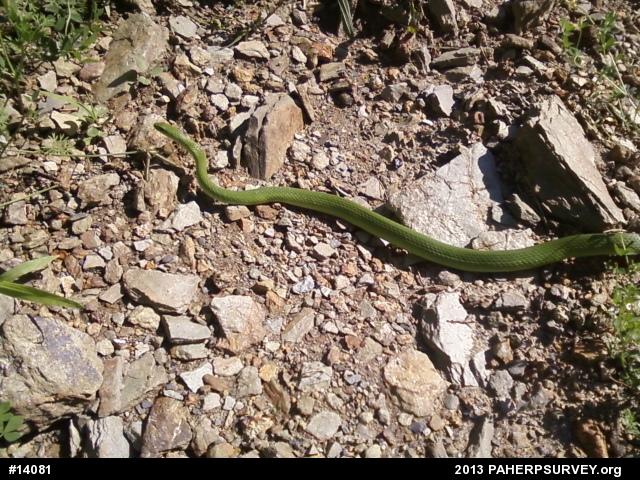Smooth Greensnake