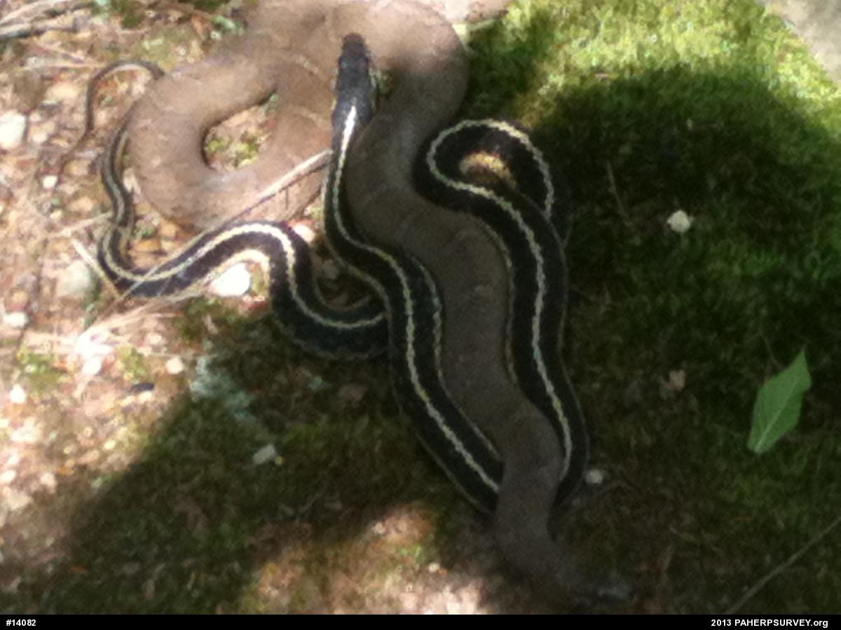 Northern Watersnake
