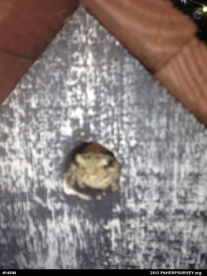 Unknown Gray Treefrog