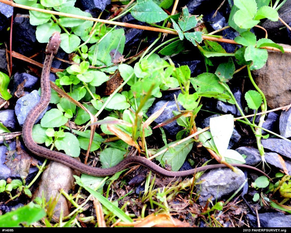 Eastern Gartersnake