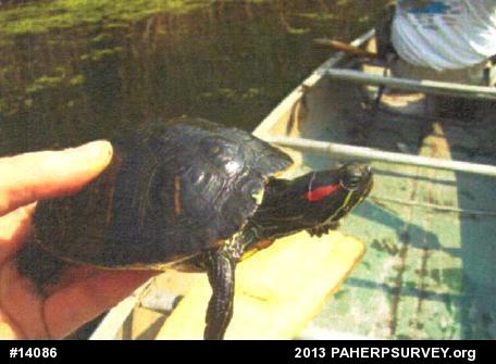 Red-eared Slider