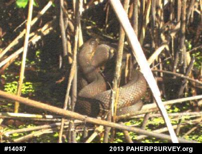 Northern Watersnake