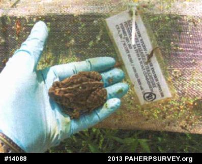 Fowler's Toad