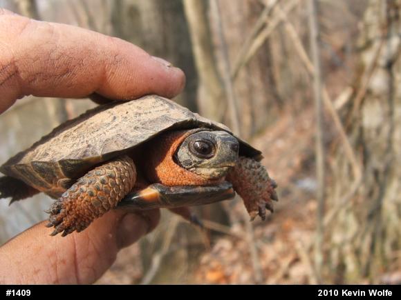 Wood Turtle