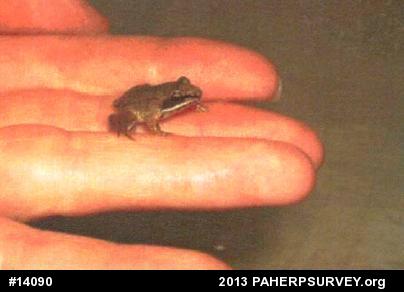 Wood Frog