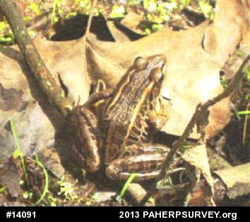 Pickerel Frog