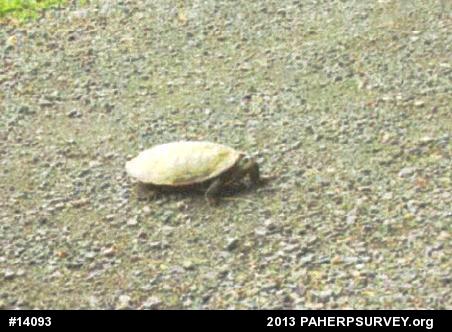 Northern Map Turtle