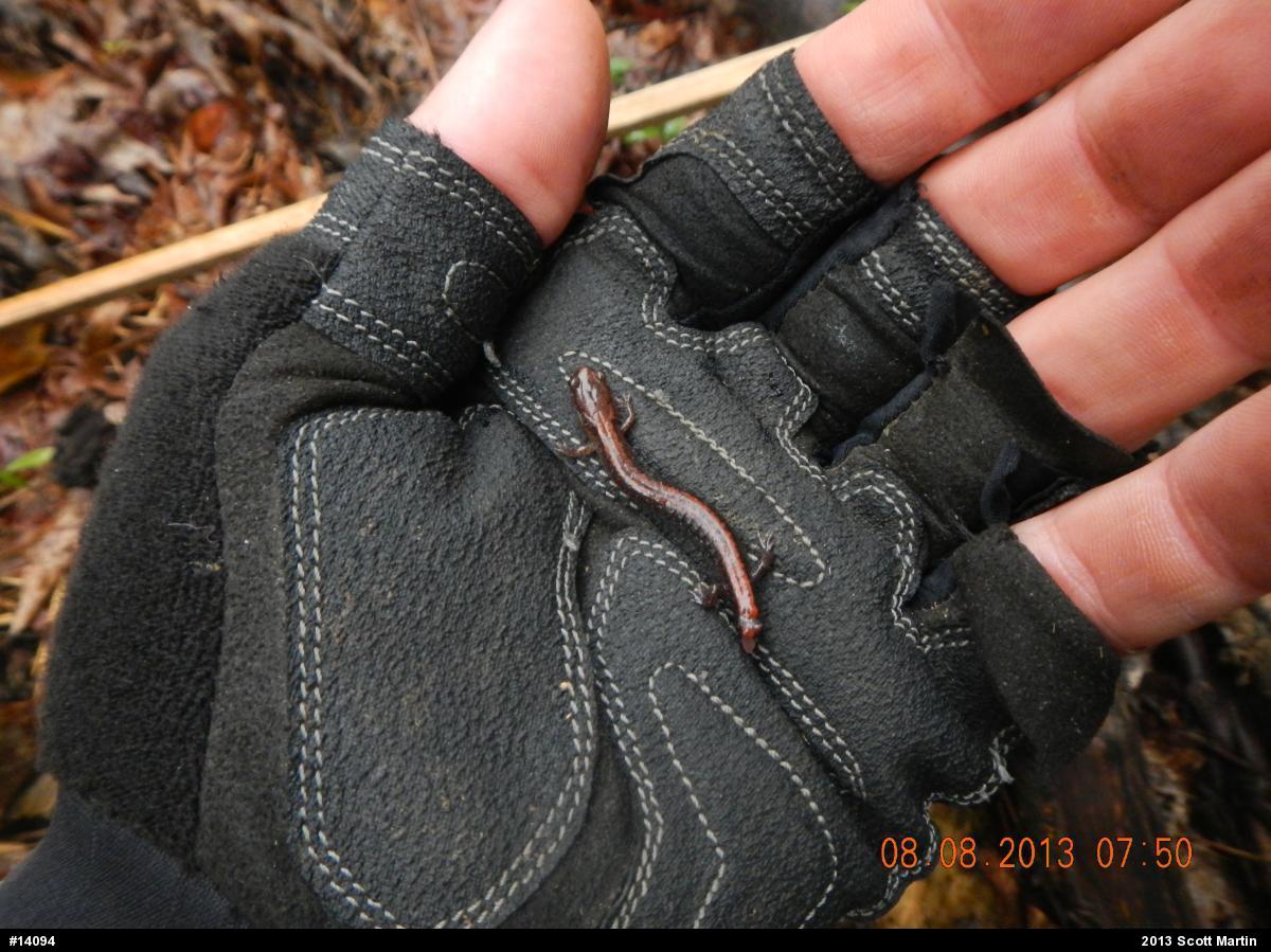 Eastern Red-backed  Salamander