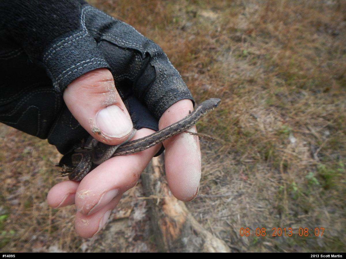 Eastern Gartersnake