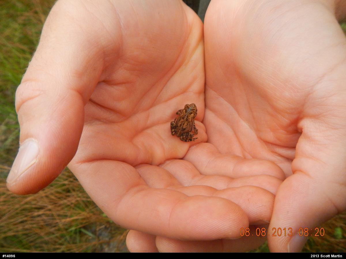 Eastern American Toad