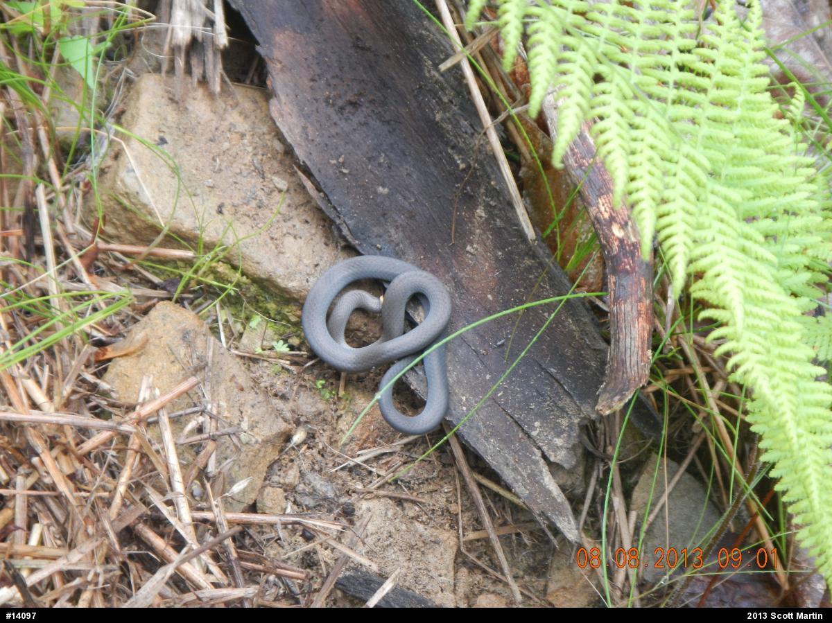 Northern Ring-necked Snake