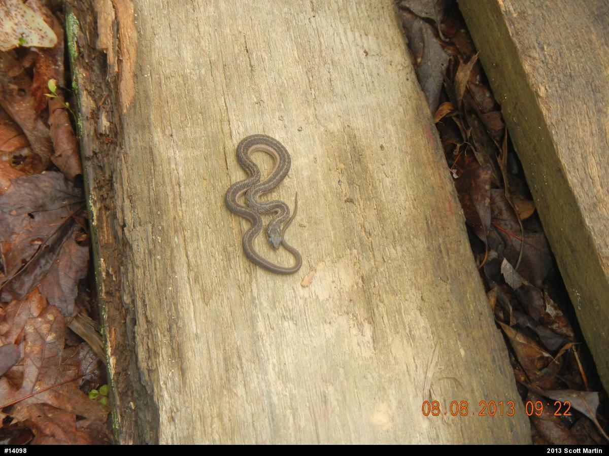 Eastern Gartersnake