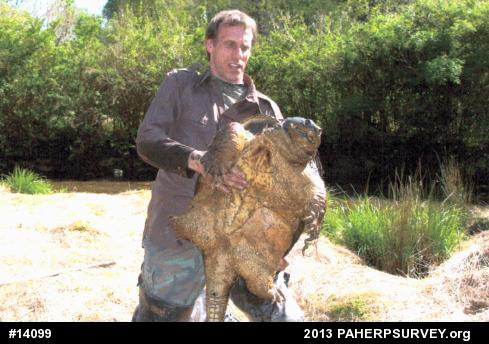 Snapping Turtle