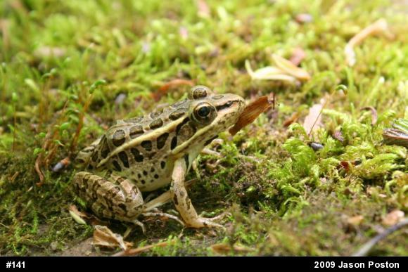 Pickerel Frog