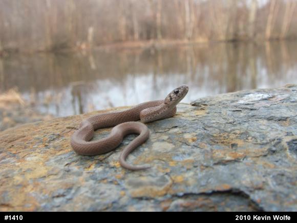 Dekay's Brownsnake