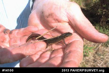 Red-spotted Newt