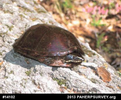 Eastern Musk Turtle