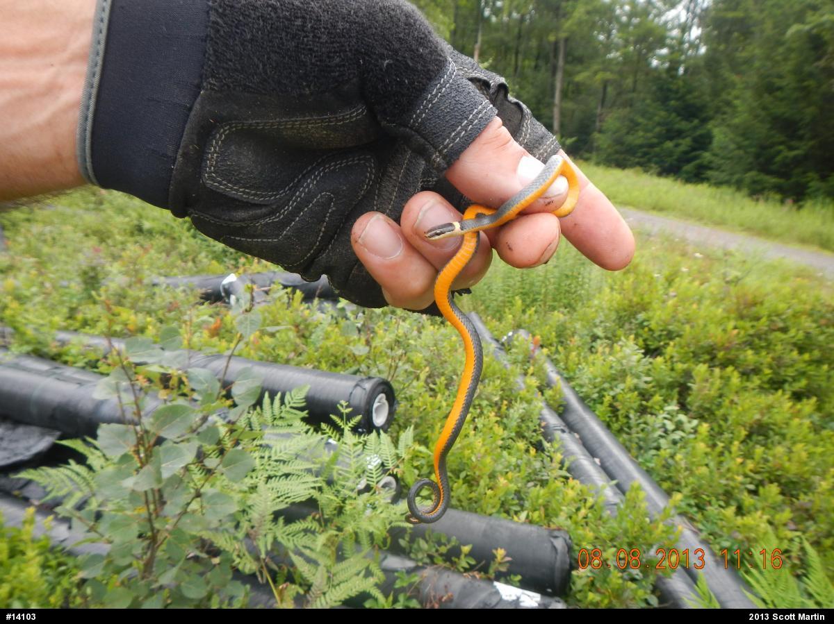 Northern Ring-necked Snake