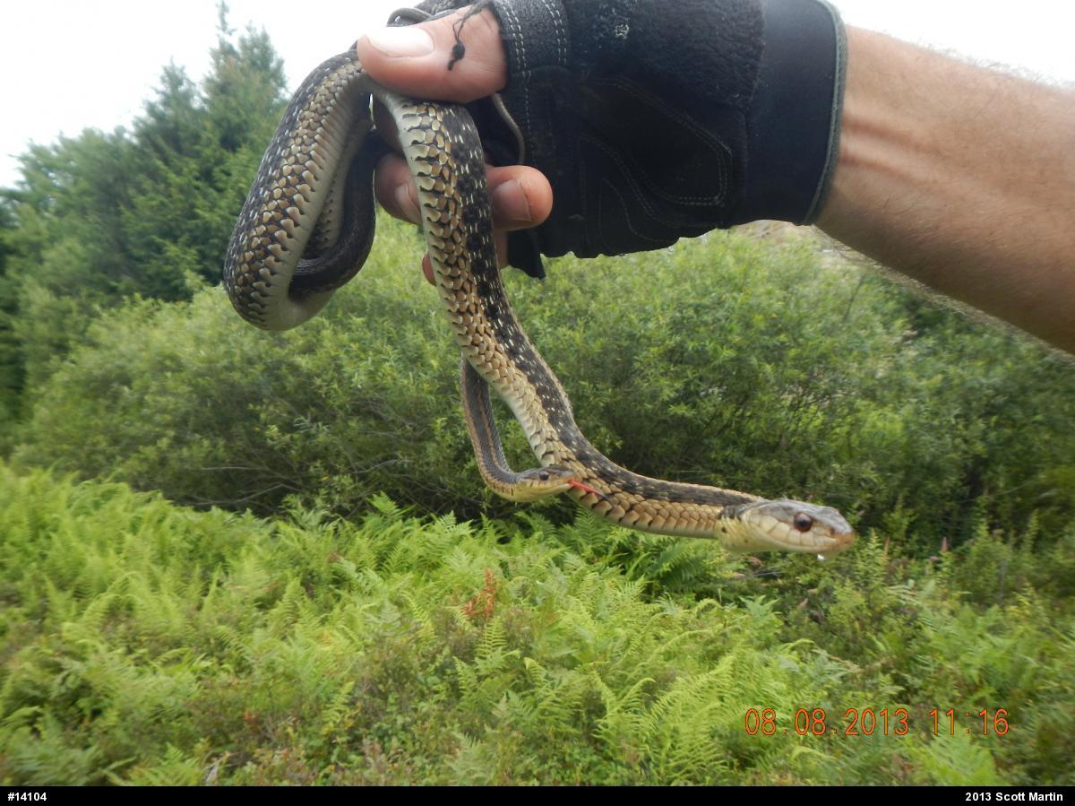 Eastern Gartersnake