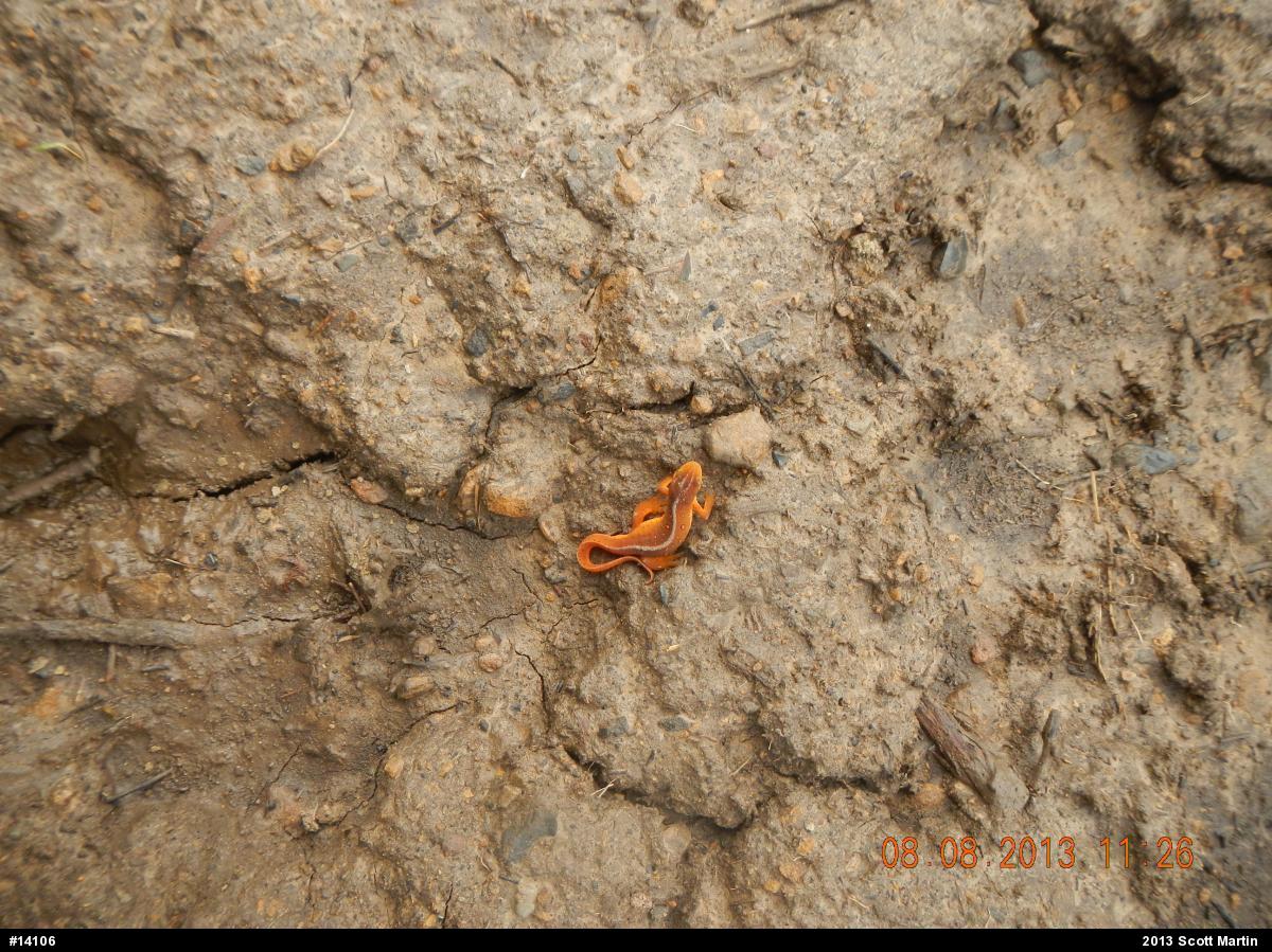 Red-spotted Newt